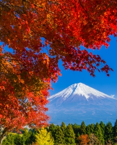 photo?id=890&suffix=m