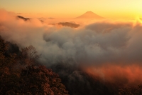 photo?id=8916&suffix=t