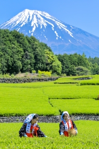 photo?id=8961&suffix=m