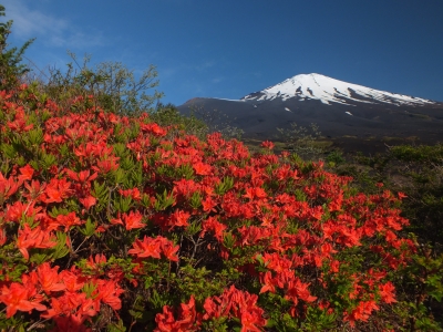 photo?id=897&suffix=m