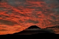 photo?id=912&suffix=t