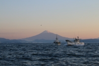 photo?id=913&suffix=t