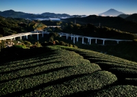 photo?id=916&suffix=t