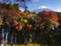 photo?id=919&suffix=t