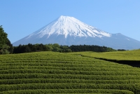 photo?id=925&suffix=t