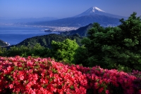 photo?id=936&suffix=t