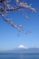 photo?id=940&suffix=t