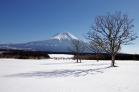 photo?id=942&suffix=t