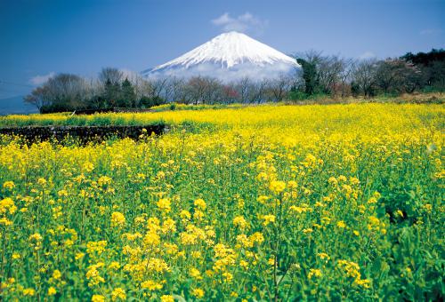 菜の花と富士山 2 ハローナビしずおか 静岡県観光情報