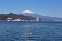 photo?id=954&suffix=t