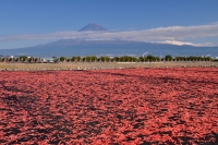 photo?id=966&suffix=t