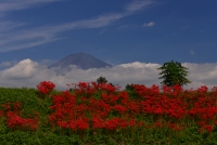 photo?id=982&suffix=t