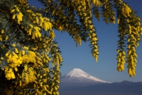 photo?id=987&suffix=t