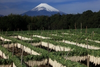 photo?id=988&suffix=t