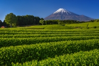 photo?id=996&suffix=t