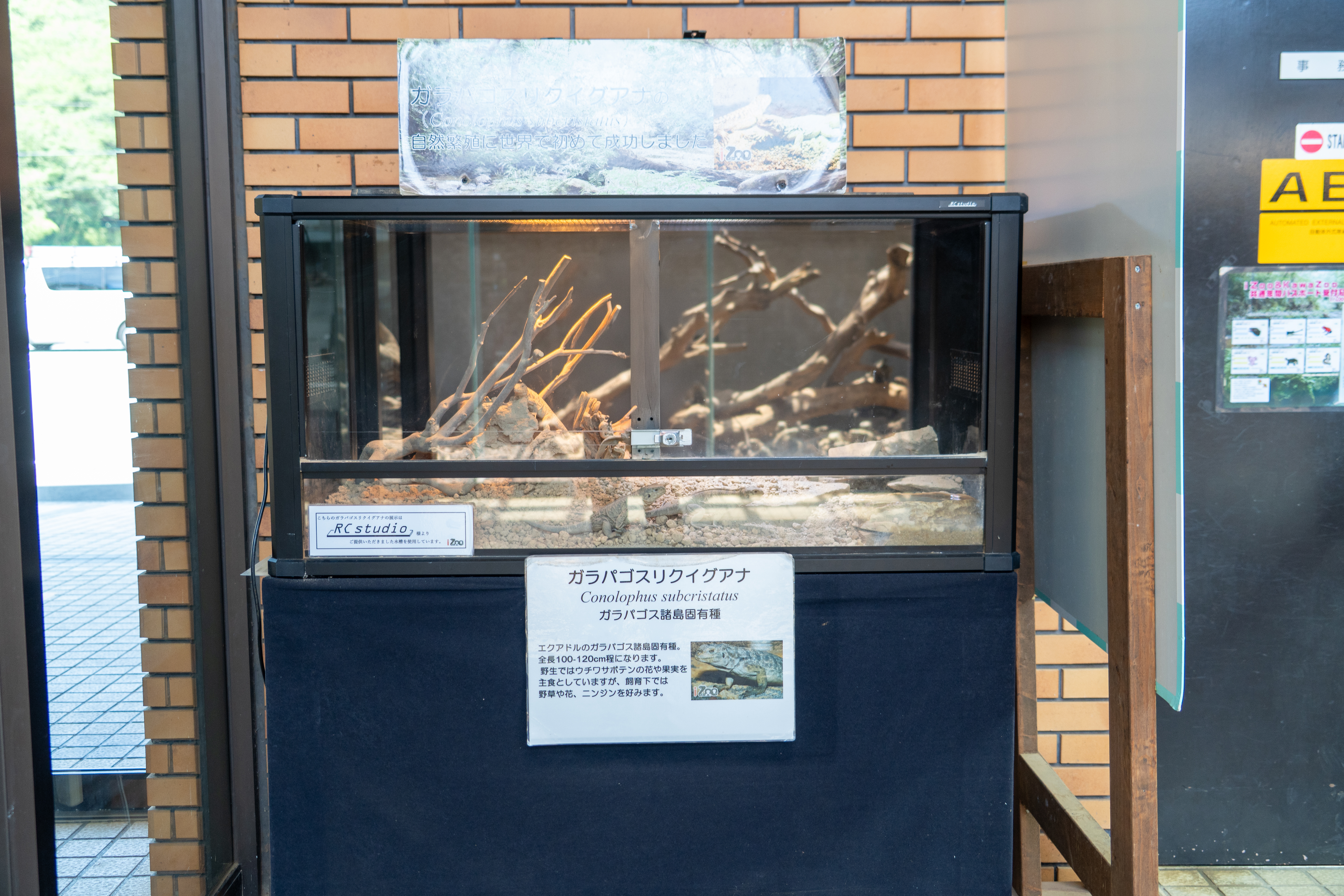 体感型動物園izoo（イズー）を徹底解説！料金やアクセス、お得な情報も