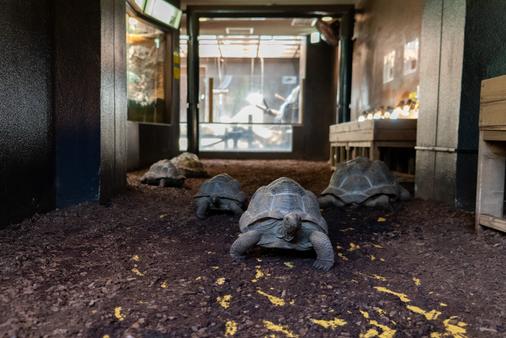 体感型動物園izoo（イズー）を徹底解説！料金やアクセス、お得な情報も