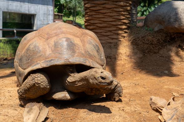 体感型動物園izoo（イズー）を徹底解説！料金やアクセス、お得な情報も