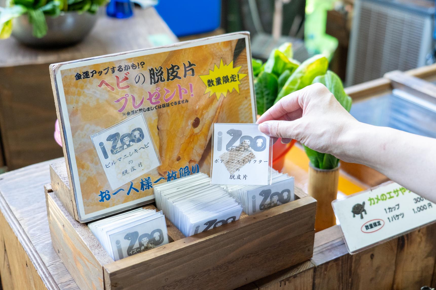 体感型動物園izoo（イズー）を徹底解説！料金やアクセス、お得な情報も