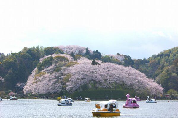 蓮華寺池公園