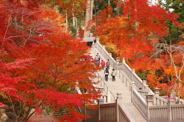 紅葉シーズンにはライトアップや「もみじまつり」も開催