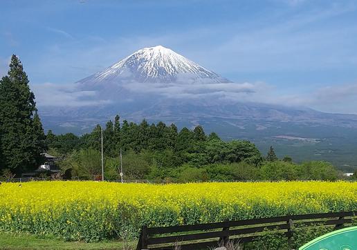 菜の花／見ごろは、3月下旬〜4月下旬