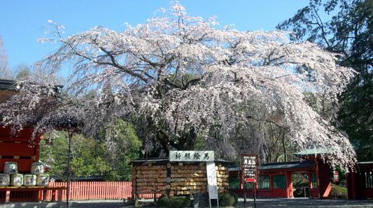 武田信玄は境内に7本の桜を植えたそうです。現存する信玄桜は、そのうちの1本を接ぎ木した二世です