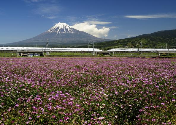 満開時のレンゲ畑と富士山