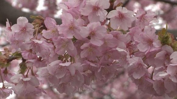 早咲きの河津桜