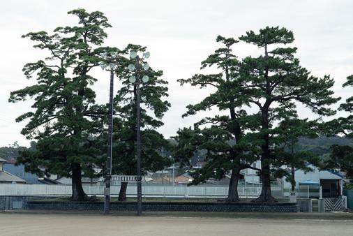相良城の二の丸を囲む土塁の一部に残る「二の丸のマツ」に当時が偲ばれます（相良小学校グラウンド）