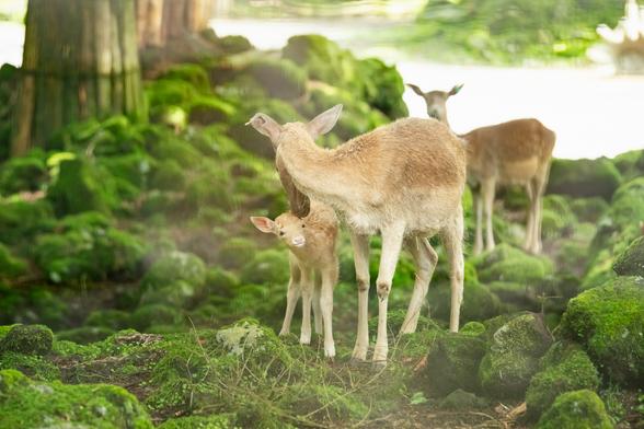 苔むす岩場に佇むダマジカの親子。なんとも神秘的