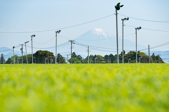 新茶の季節、晴れた日には雪が残る富士山も見えます