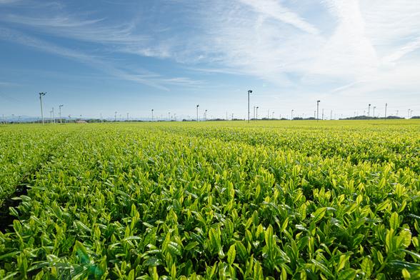 茶摘み間近のお茶の木は、黄緑色の新芽に覆われています
