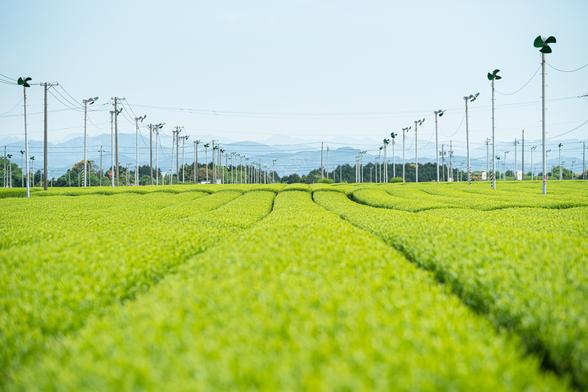 春先、霜が降りないように茶畑に風を送るたくさんの防霜ファンが立っています