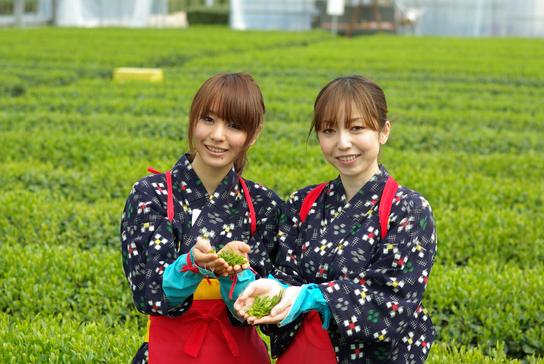 茶摘み衣装に着替えて茶摘み体験（有料）もできます