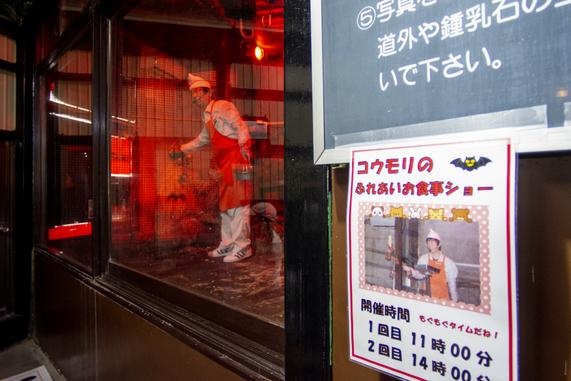 スタッフの手につかまって食事をするフルーツコウモリ