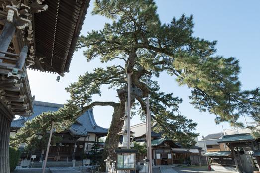 四方に広がる立派な枝振りの「久遠の松」は日本名松100選のひとつ