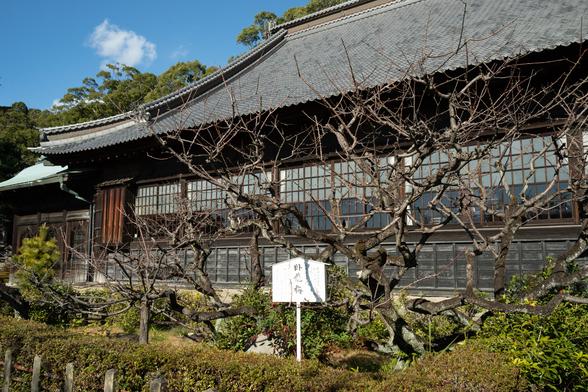 大方丈の前に植えられている臥龍梅。静岡市の地酒「臥龍梅」もここから名付けられました