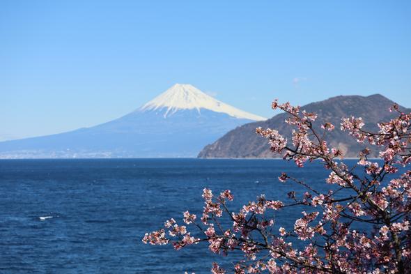 車窓に映る富士山のあまりの絶景に、思わず車を停めてパシャリ、空の青と海の青に雪の白のコントラストがとても綺麗、桜もかわいい