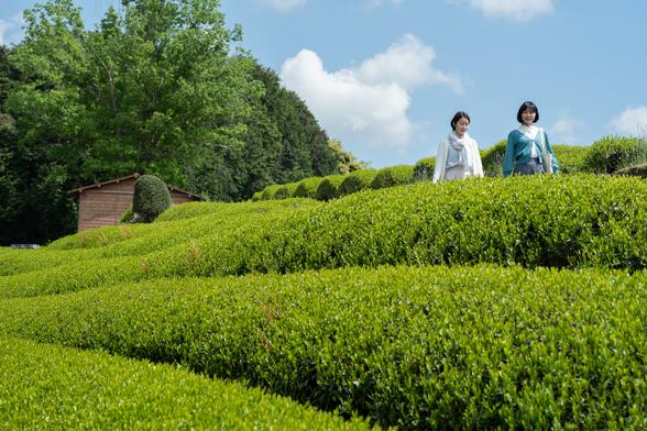 茶園内散策の際も、茶畑に無断に入ることがないよう許可されたルートで風景を楽しみましょう