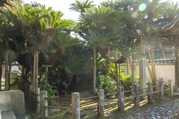 樹齢1000年のソテツの姿は圧巻