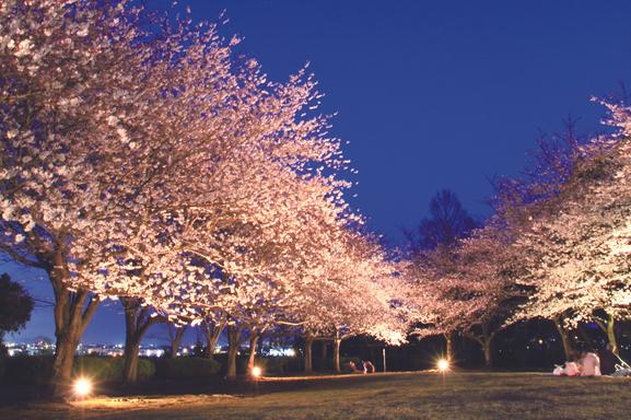 夜桜ライトアップの様子