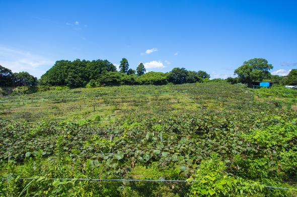 見渡す限り広がるキウイ畑に思わず深呼吸