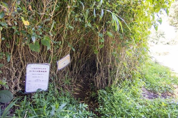 子どもしか入れない茶畑迷路。もとはお茶の耕作放棄地だったそう。まるでトトロの世界！