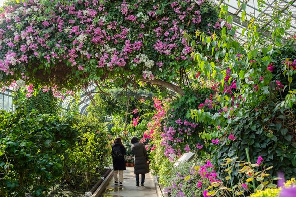 温室の中は常夏の楽園。色鮮やかな花々が咲き誇ります