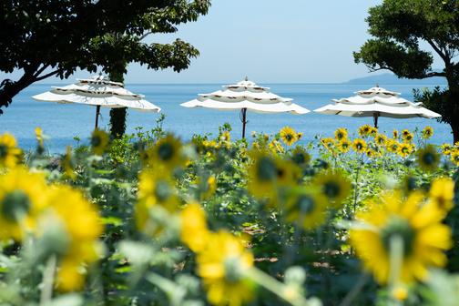 青い海と四季の花が彩るフラワーガーデンの岬エリア