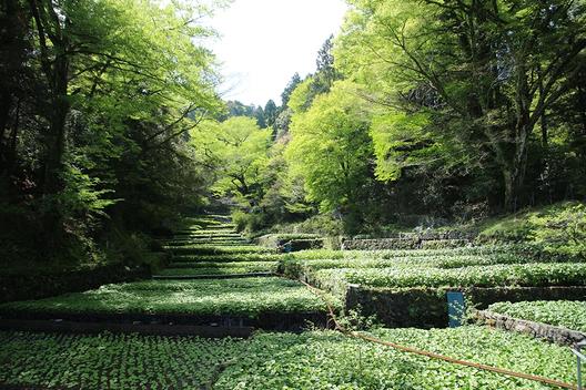 水わさびは伊豆市の特産品で品質、栽培面積、生産量とも全国トップレベル。美しい棚田風景が視界いっぱいに広がる「筏場のわさび田」は一見の価値があります