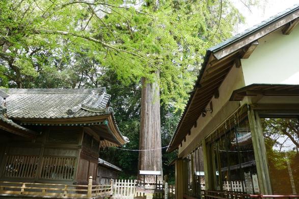 ご神木の大杉