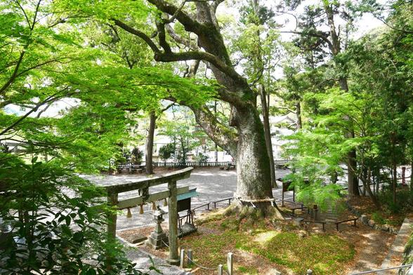 拝殿付近から見た二の鳥居や大楠
