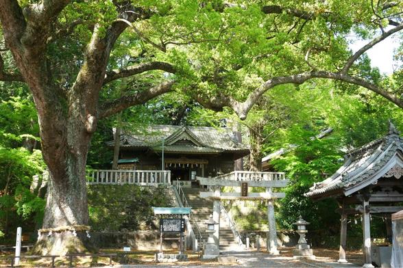 二の鳥居の脇で抜群な存在感を放っている大楠